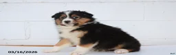 Australian Shepherd dogs for sale: Ranger - Ad 2