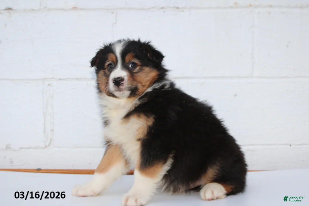 Australian Shepherd dogs for sale: Ranger - Ad 2
