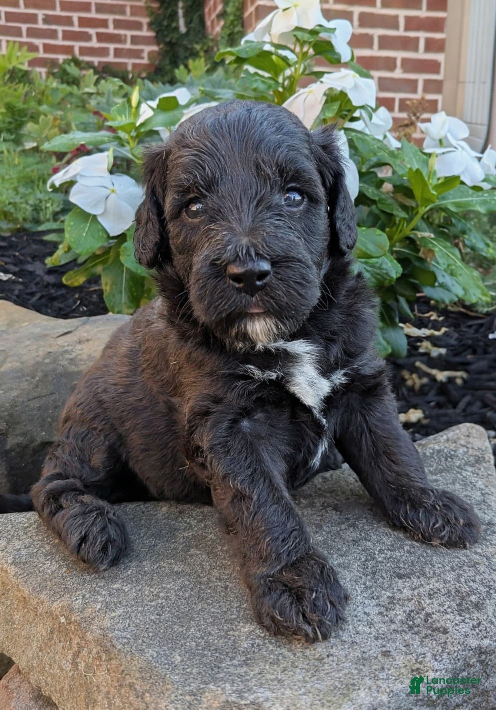 Mini Goldendoodle dogs Paisley F1B - Ad 1