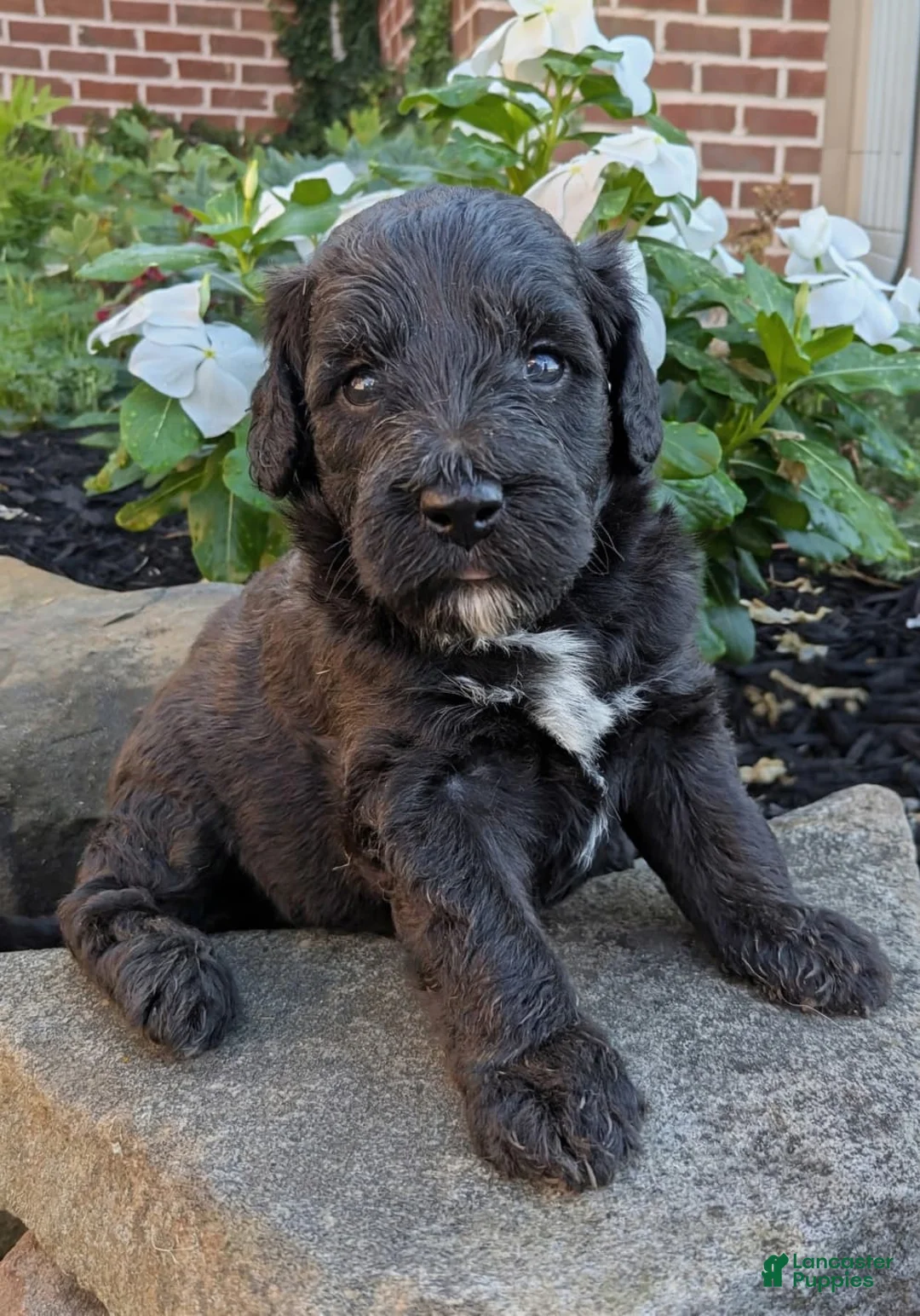 Mini Goldendoodle dogs for sale: Paisley F1B - Ad 1