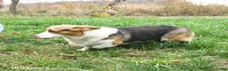 Welsh Corgi Pembroke dogs for sale: Millie - Ad 6