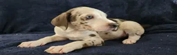 Catahoula Leopard Dog dogs for sale: Gabby F2025 M3 Catahoula puppy - Ad 16