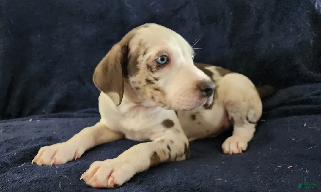 Catahoula Leopard Dog dogs for sale: Gabby F2025 M3 Catahoula puppy - Ad 16