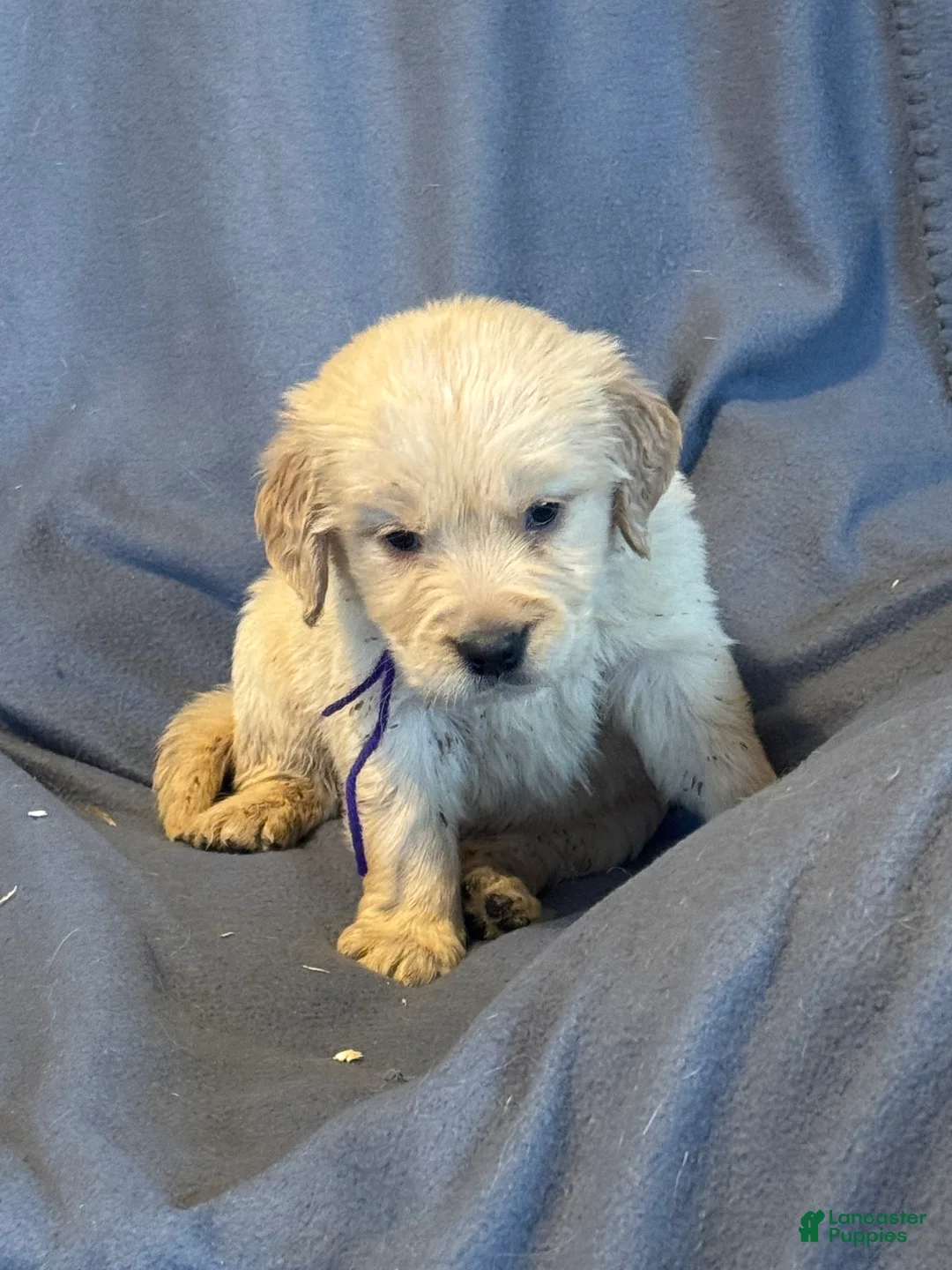 Golden Retriever dogs for sale: Purple Male -Penny  - Ad 11