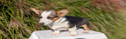 Welsh Corgi Pembroke dogs for sale: Logan - Ad 5