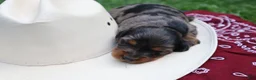 Miniature Dachshund dogs for sale: Paris - Ad 4