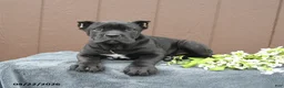 Cane Corso dogs for sale: Bandit - Ad 2