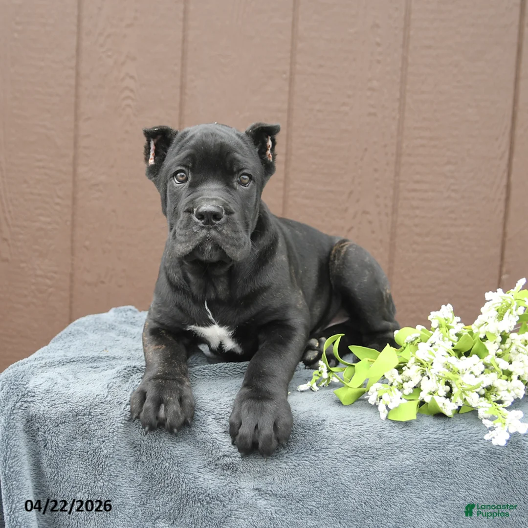 Cane Corso dogs for sale: Bandit - Ad 2