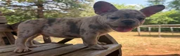 French Bulldog dogs for sale: Ron - Ad 7