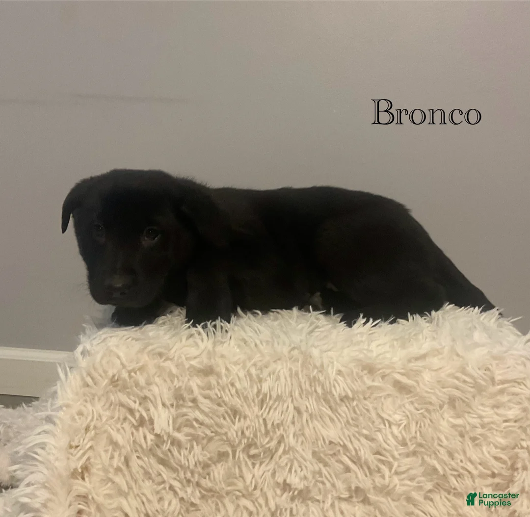 Mixed Breed dogs for sale: Bronco  - Ad 1