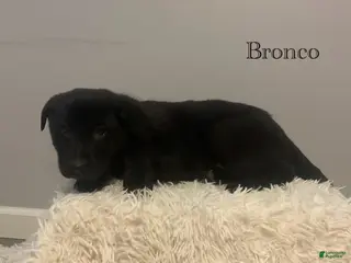Mixed Breed dogs for sale: Bronco - Ad 4