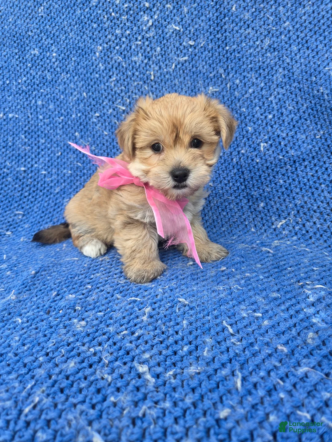 Morkie dogs for sale: Tammy - Ad 1
