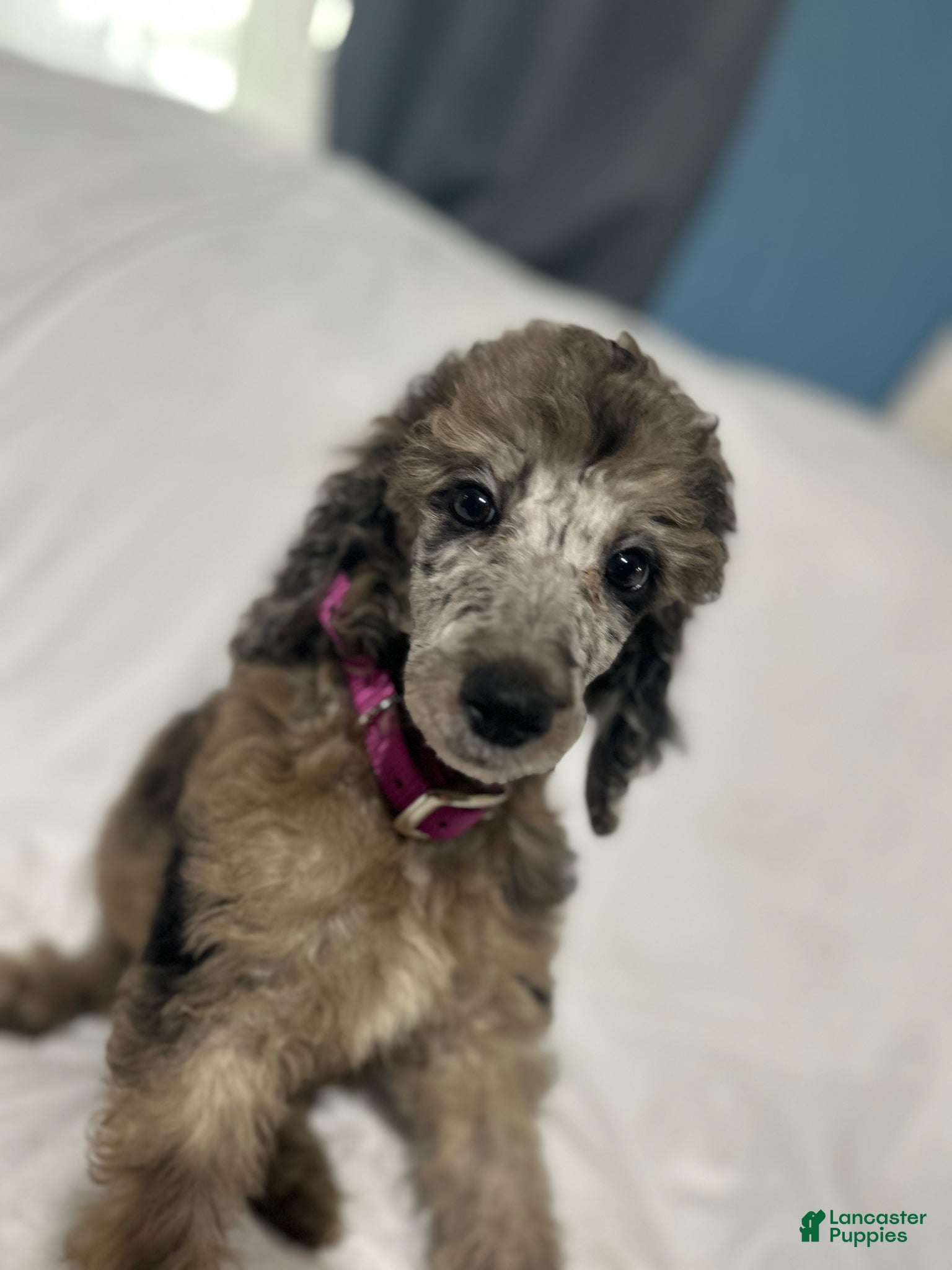 Standard Poodle dogs for sale: Standard Poodle Puppy 1 - Ad 1