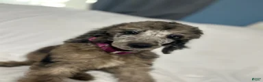 Standard Poodle Puppy 1