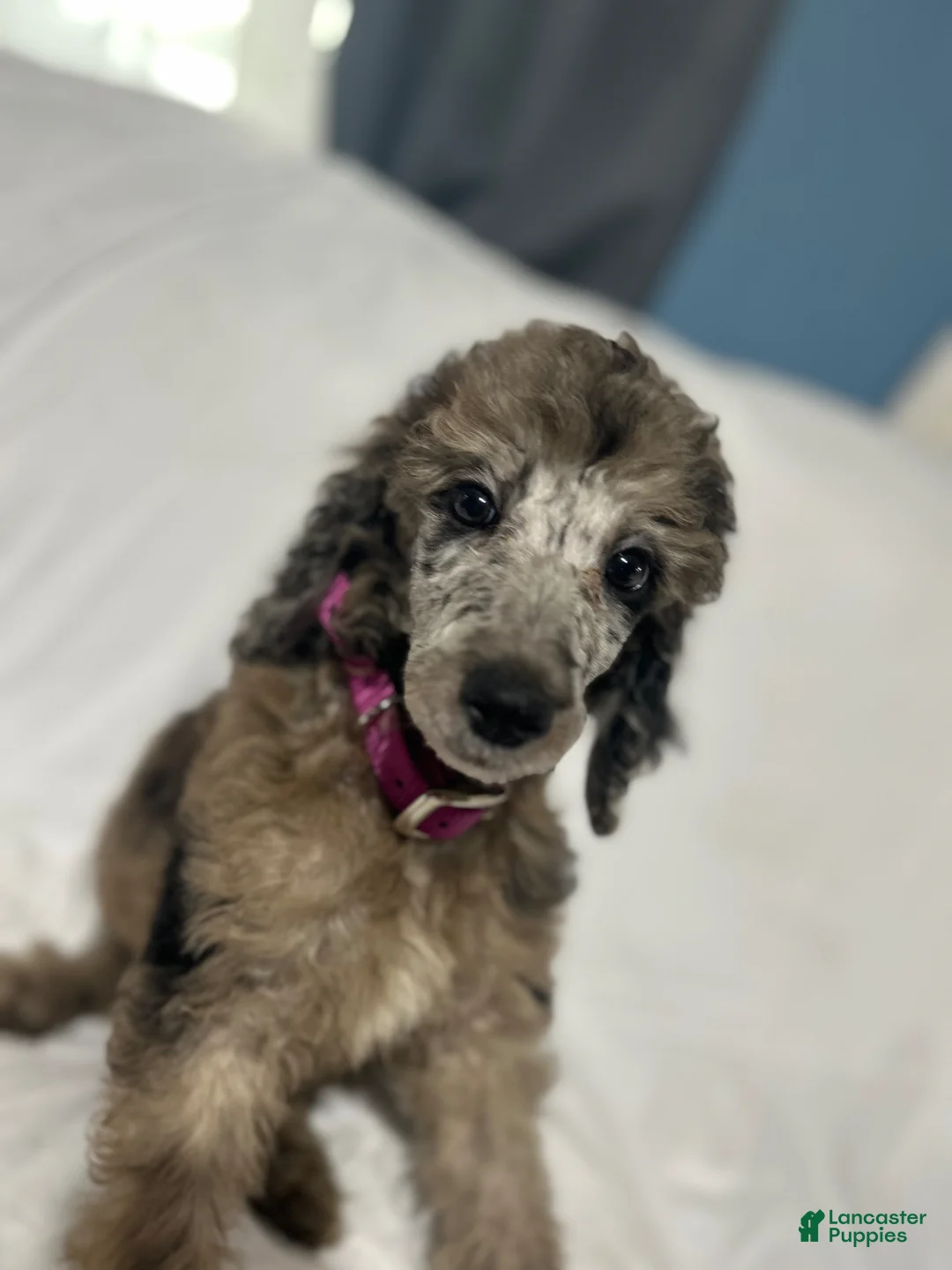Standard Poodle dogs for sale: Standard Poodle Puppy 1 - Ad 1