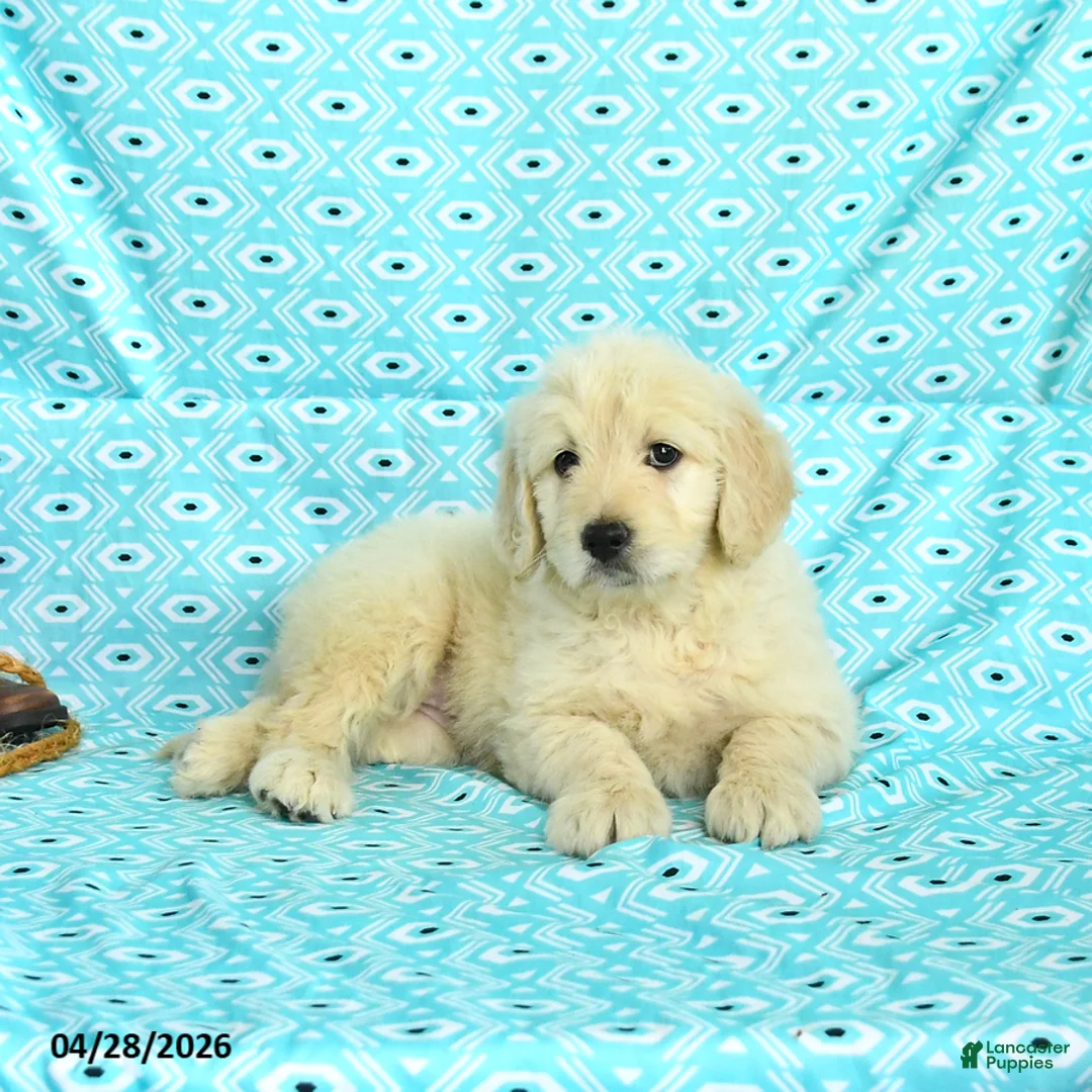 Goldendoodle dogs for sale: Mandy - Ad 5