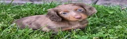 Miniature Dachshund dogs for sale: AKC Rowdy - Ad 4