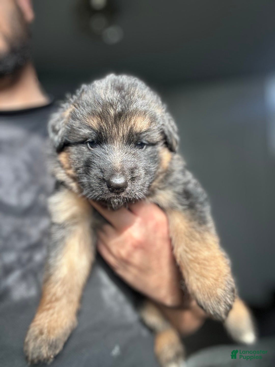 German Shepherd dogs for sale: Mango - Ad 9