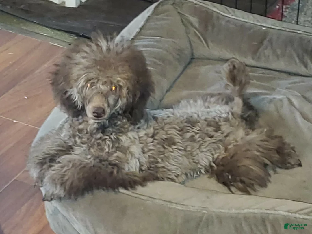 Toy Poodle dogs for sale: Toy Poodle Puppy 2 - Ad 5