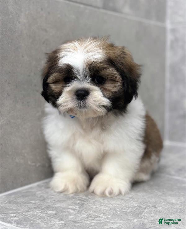 Shih Tzu dogs Ed - Ad 9