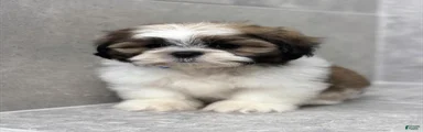 Ed