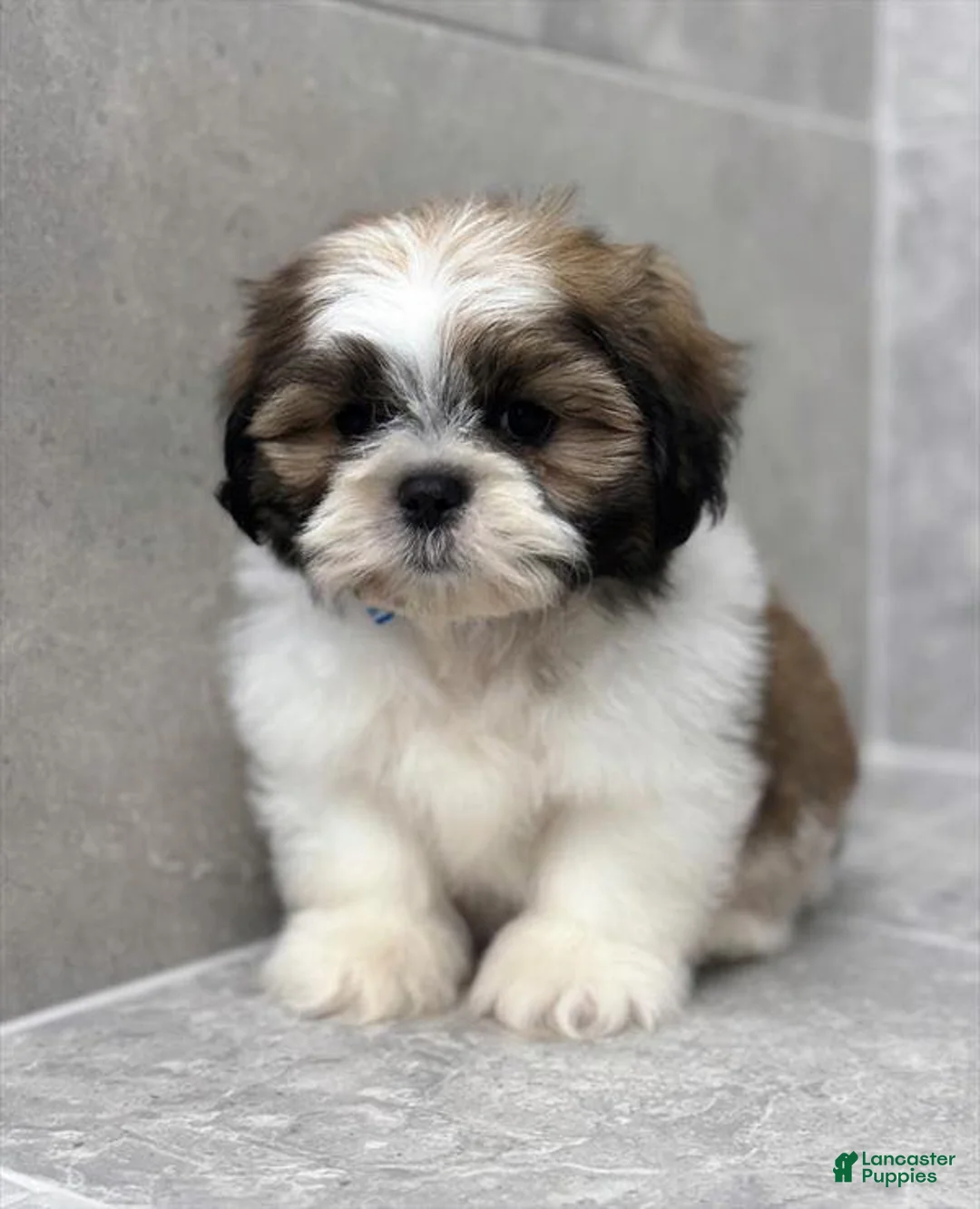 Shih Tzu dogs for sale: Ed - Ad 1