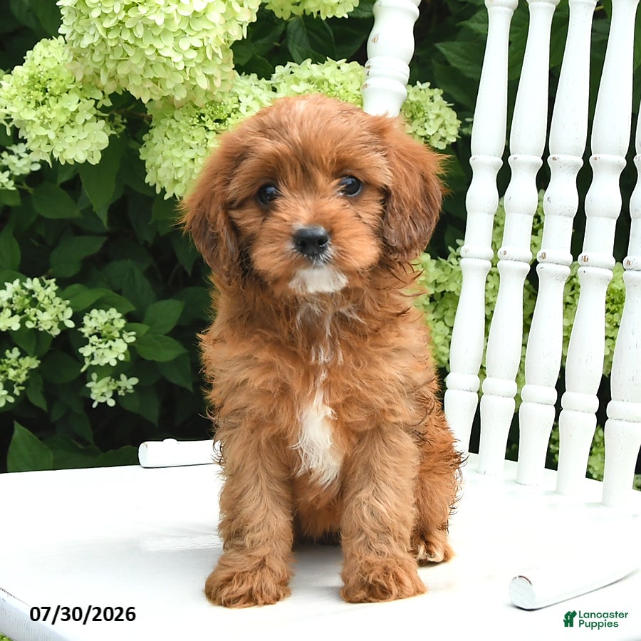 Cavapoo dogs Dahlia - Ad 1