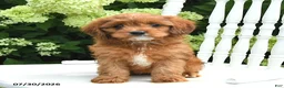 Cavapoo dogs for sale: Dahlia - Ad 1