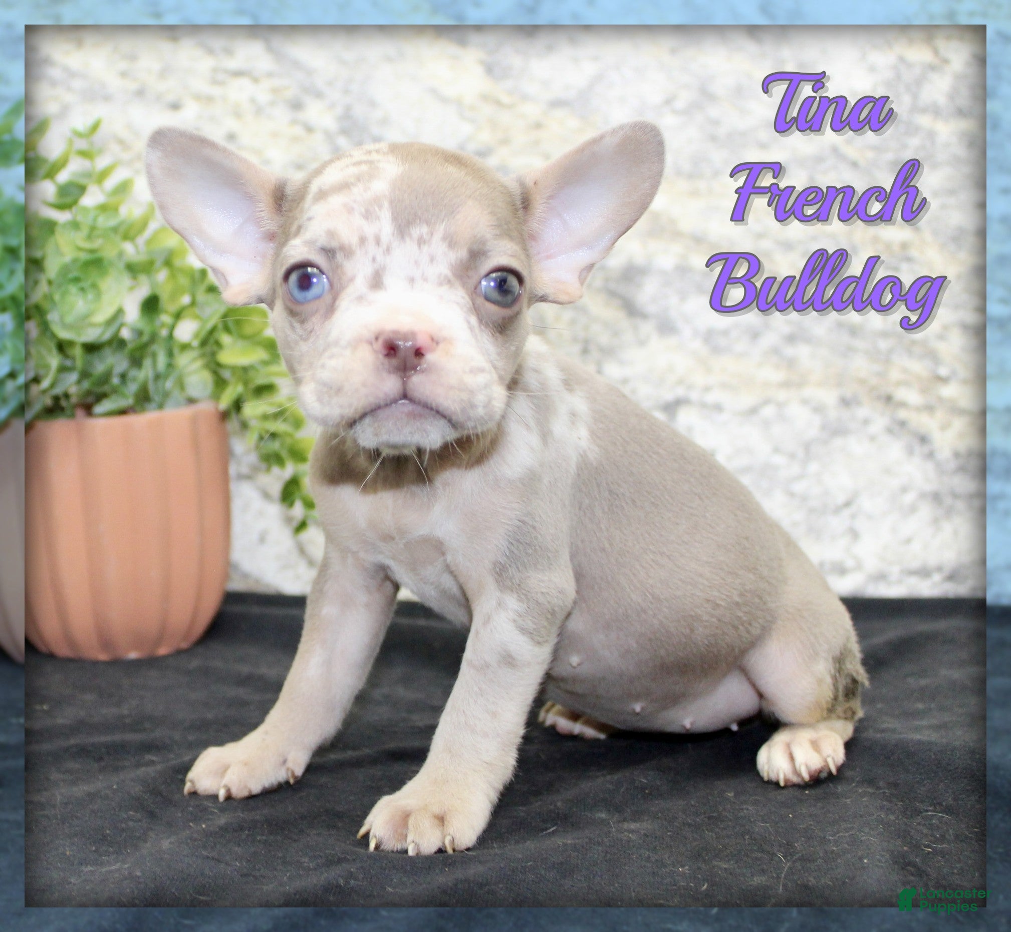 French Bulldog dogs Tina - Ad 1
