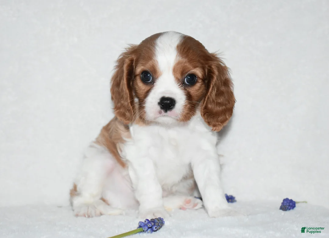Cavalier King Charles Spaniel dogs for sale: Romeo  - Ad 1