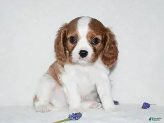 Cavalier King Charles Spaniel dogs Romeo - Ad 26