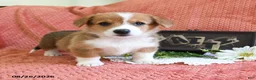 Welsh Corgi Pembroke dogs for sale: Callie - Ad 4