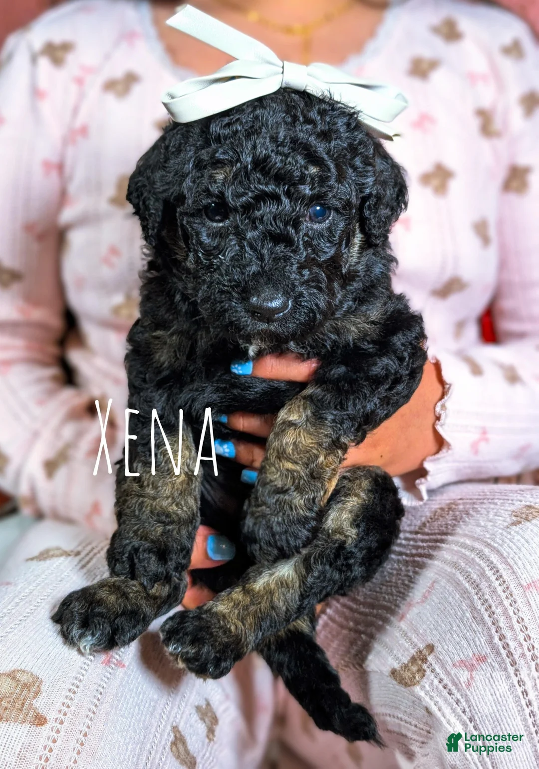 Mixed Breed dogs for sale: XENA - Ad 1