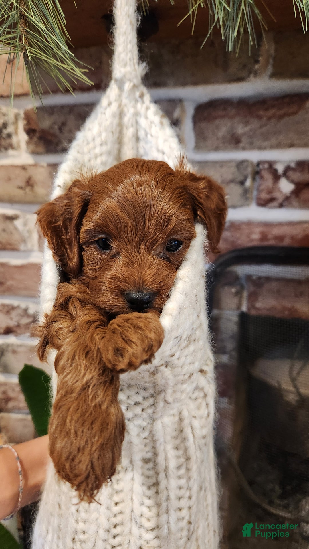 Cavapoo dogs for sale: Buddy - Ad 2