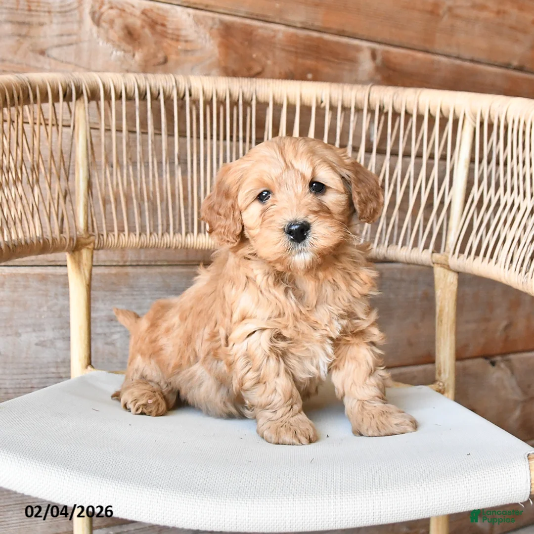 Mini Bernedoodle dogs for sale: Pixie - Ad 4