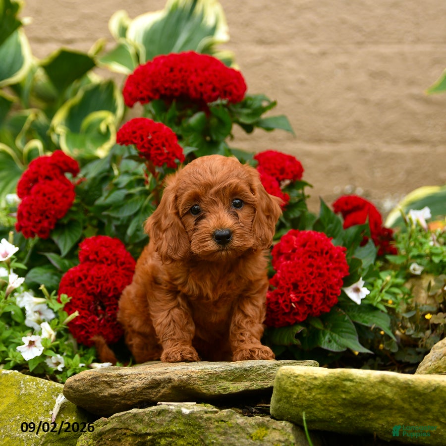 Miniature Poodle dogs Sushi - Ad 2