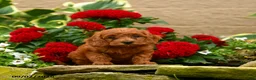 Miniature Poodle dogs for sale: Sushi - Ad 2