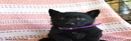German Shepherd dogs for sale: Melody - Ad 4