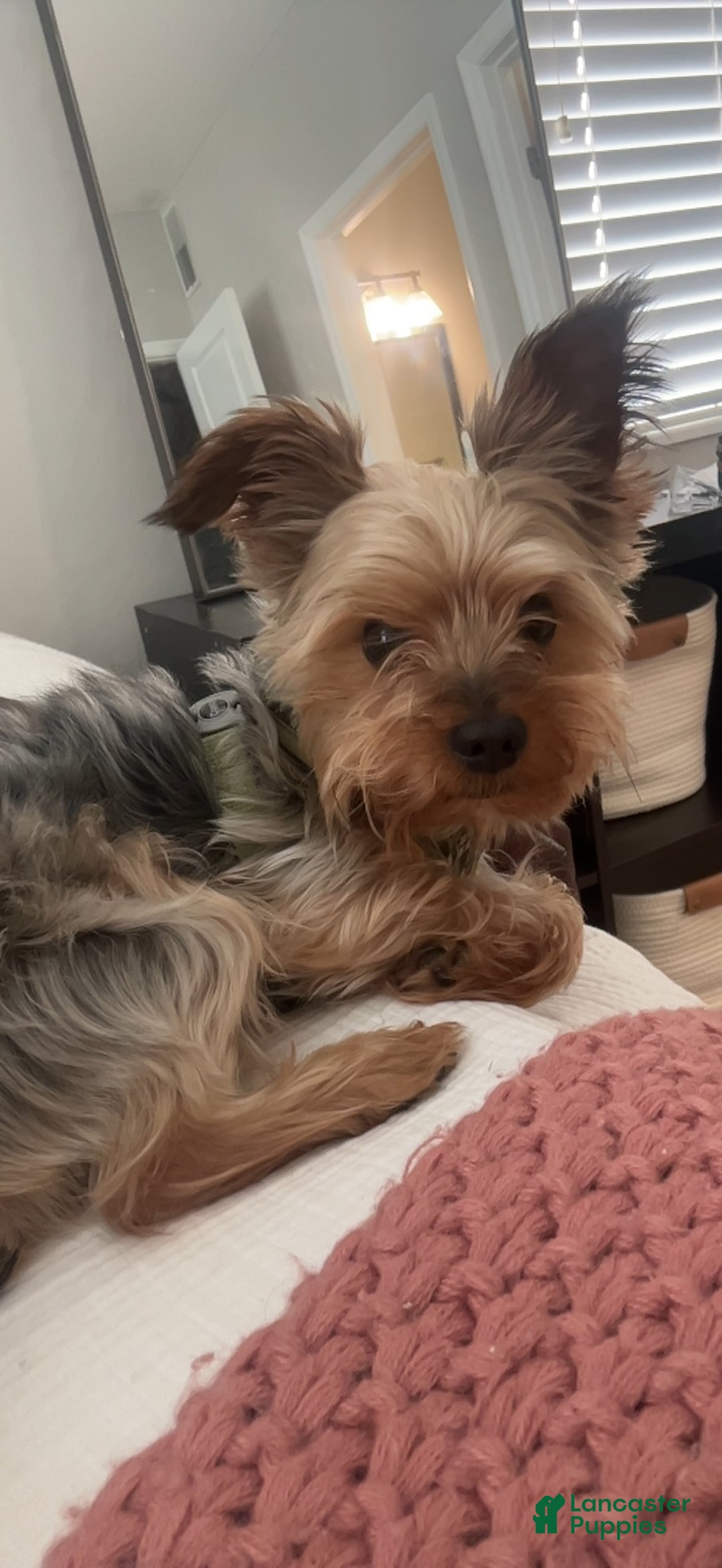 Yorkshire Terrier dogs for stud: Yorkie Stud - Ad 5