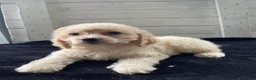 Cockapoo dogs for sale: Lady  - Ad 4