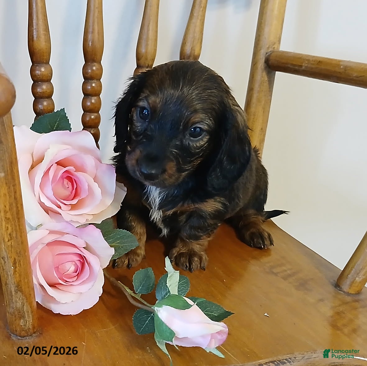 Miniature Dachshund dogs Truffles - Ad 2