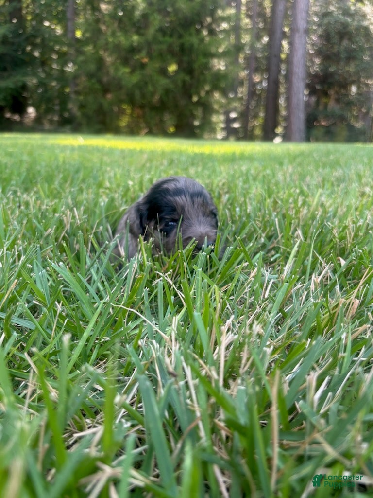 Goldendoodle dogs Molly - Ad 1