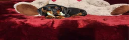 Miniature Dachshund dogs for sale: *LOLA* - Ad 6