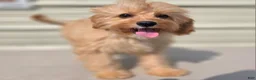 Cavapoo dogs for sale: Miles - Ad 9