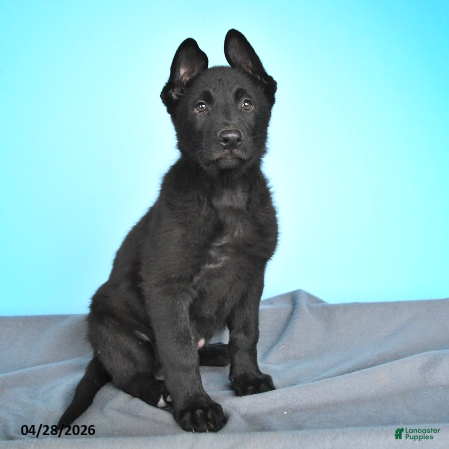 German Shepherd dogs Dexter - Ad 1
