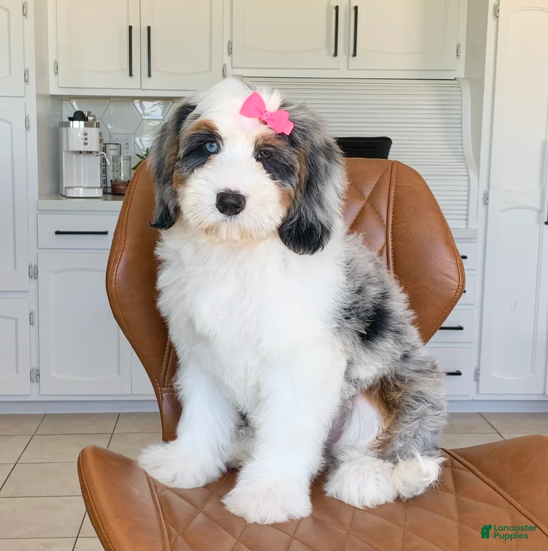 Mini Bernedoodle dogs for sale: Lola - Ad 8
