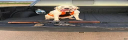 Labrador Retriever dogs for sale: Labrador Retriever 6 - Ad 2