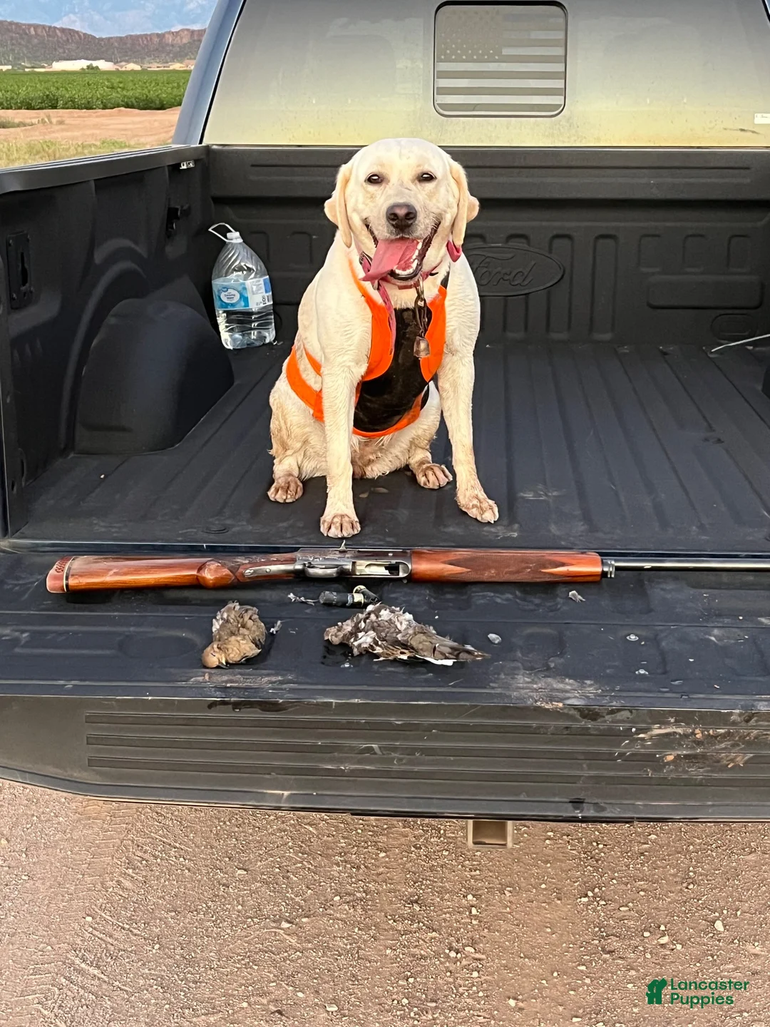 Labrador Retriever dogs for sale: Labrador Retriever 6 - Ad 2