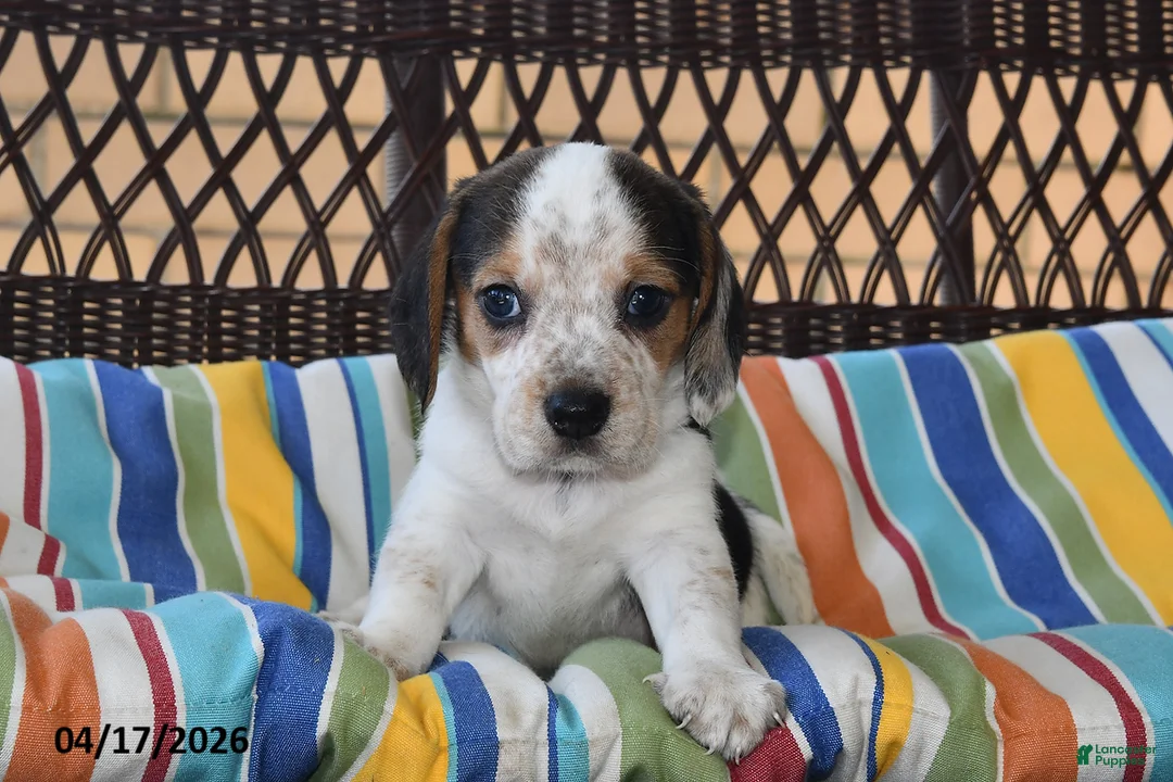 Beagle dogs for sale: Chloe - Ad 1