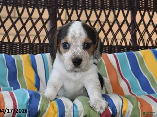 Beagle dogs for sale: Chloe - Ad 1